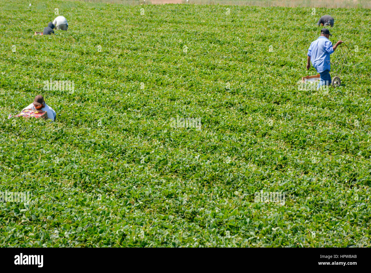 Mexikanische Einwanderer Landarbeiter, meist undokumentierte, Arbeit in den Strawberry Fields Ernte produzieren in Kalifornien Stockfoto