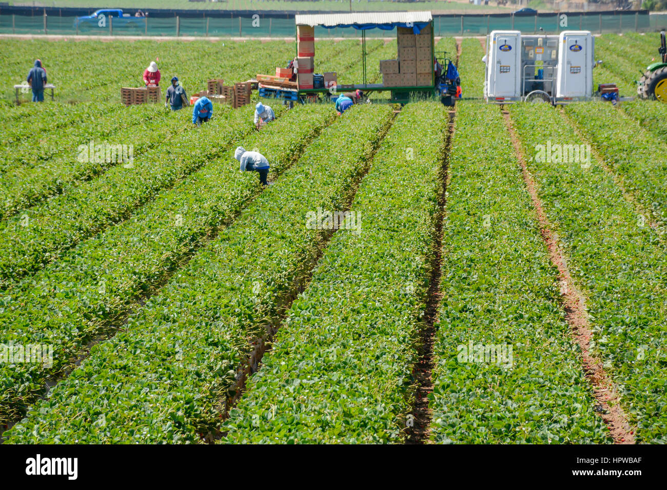 Mexikanische Einwanderer Landarbeiter, meist undokumentierte, Arbeit in den Strawberry Fields Ernte produzieren in Kalifornien Stockfoto
