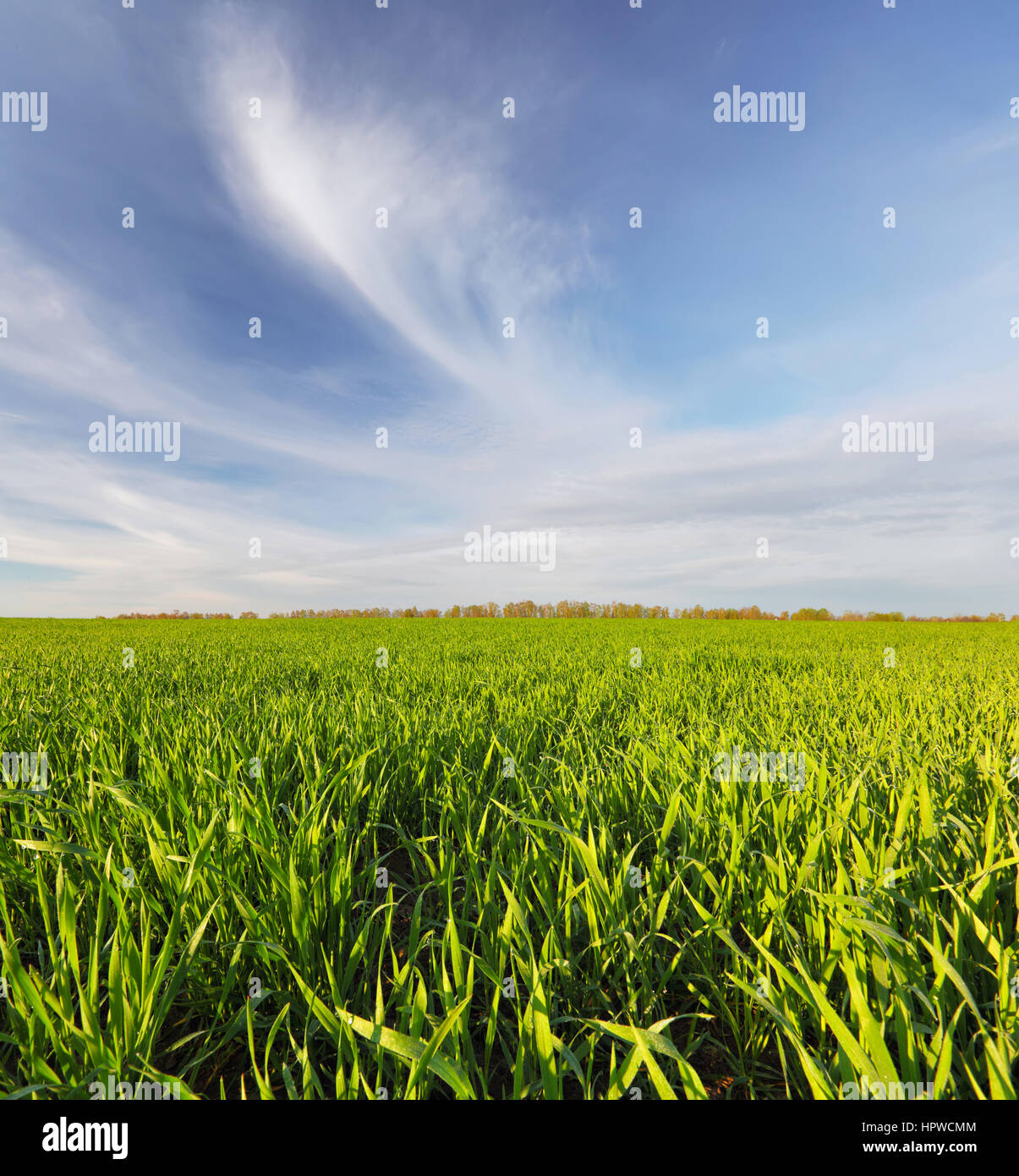 Grüner Rasen auf Feld an sonnigen Tag mit blauem Himmel Stockfoto