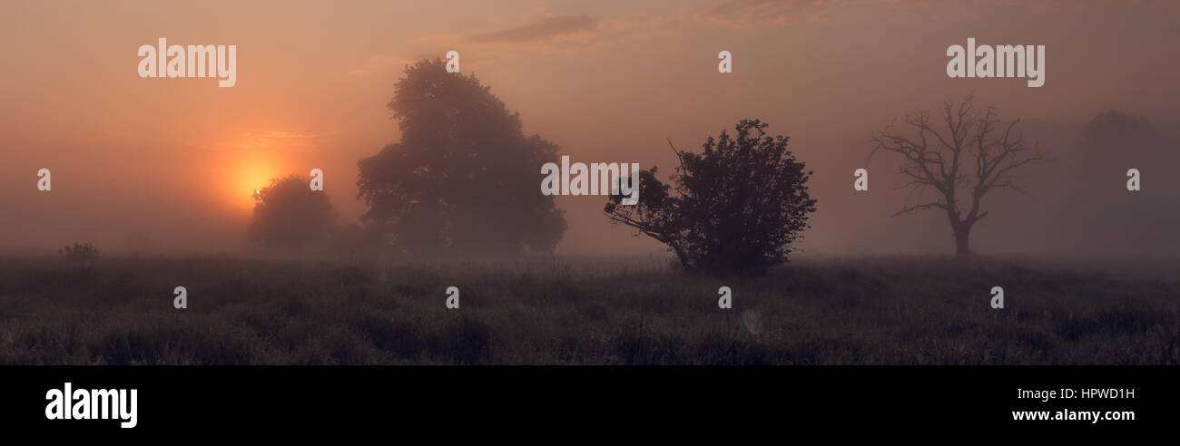 Nebeliger Morgen auf Wiese mit Sträuchern und Bäumen Landschaft Stockfoto