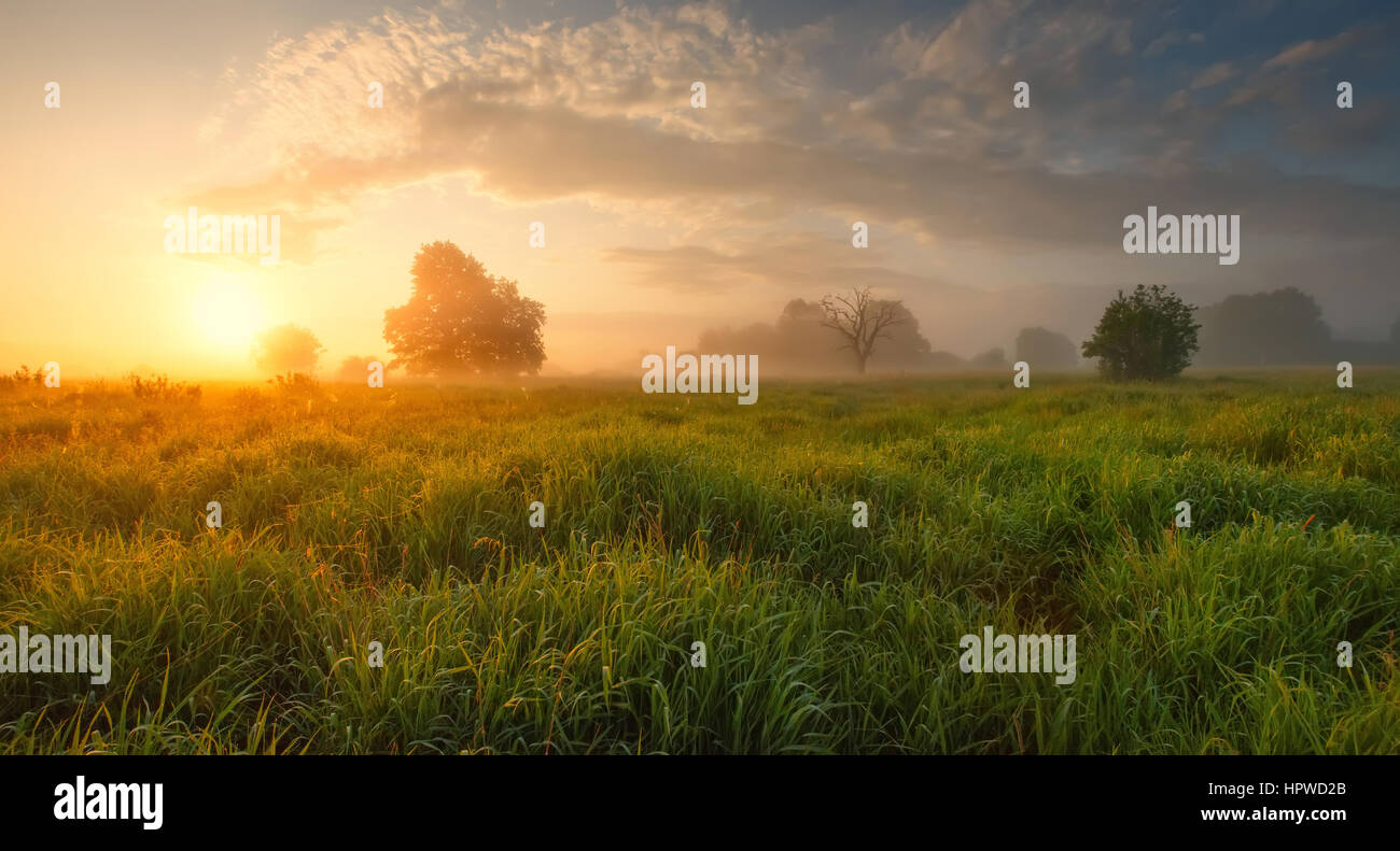 Nebliger Morgen Sommerwiese mit Goldfarbe Licht und Nebel Stockfoto