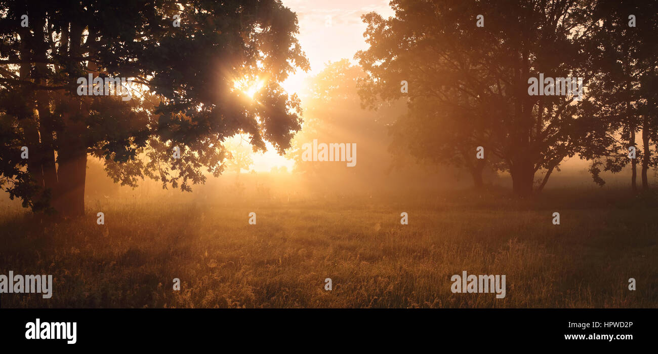 Morgensonne in Forestwith Sonnenstrahlen kommen Baum werfen Stockfoto