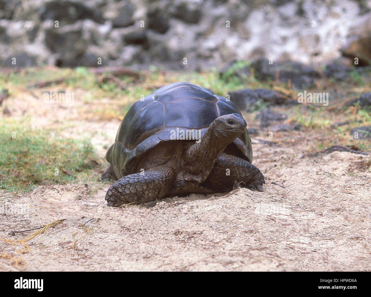Giant Aldabra Tortoise, La Digue, Innere Inseln, Republik Seychellen Stockfoto
