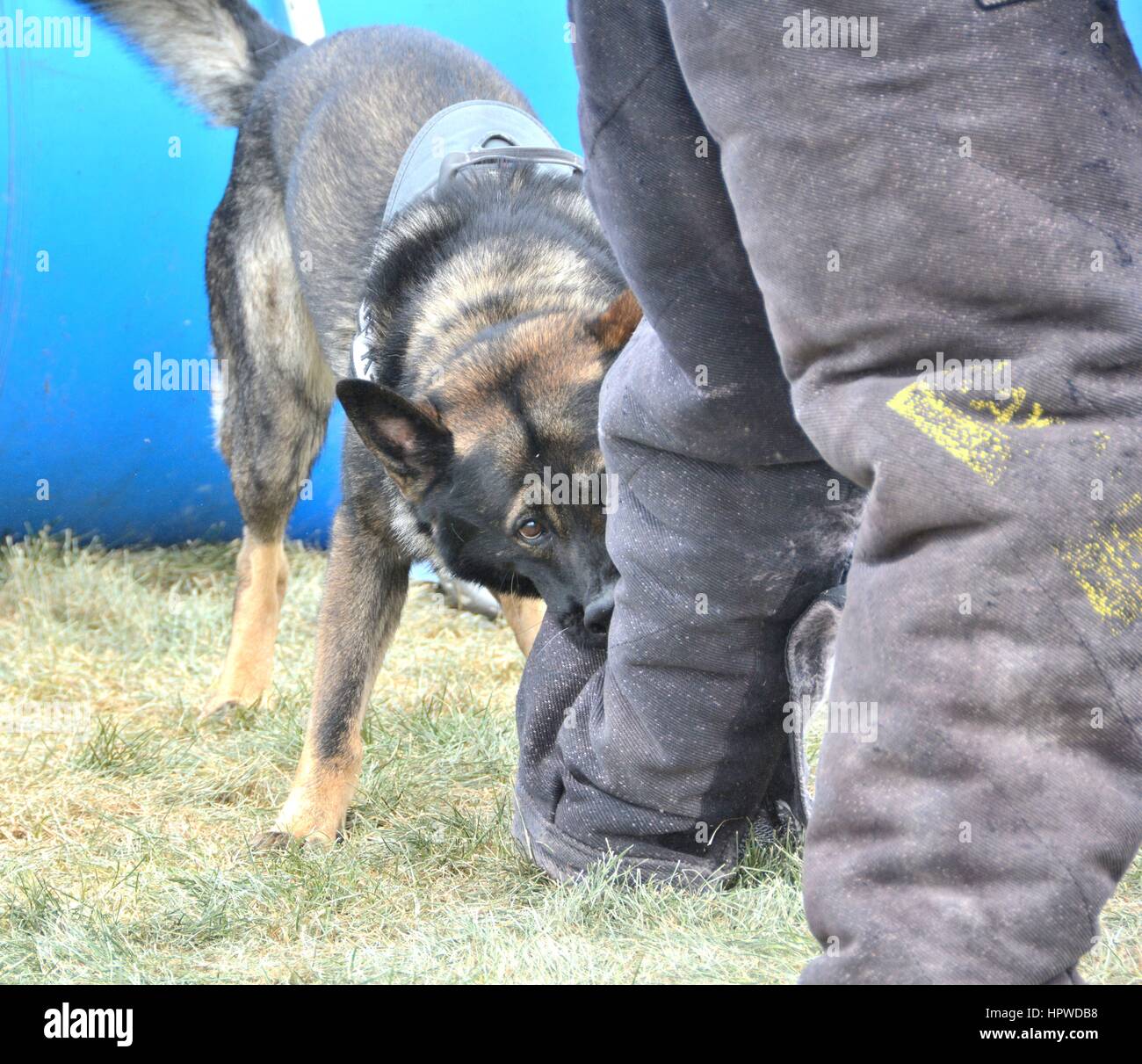 Polizei Hund Demonstration Stockfoto