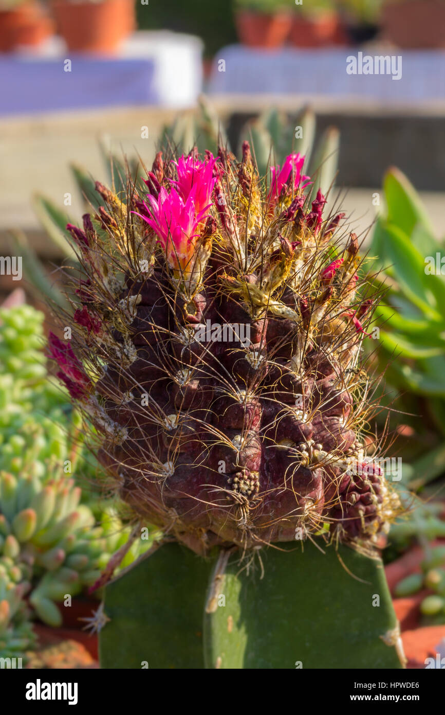 Schöne Blumen und Kakteen Garten Stockfoto