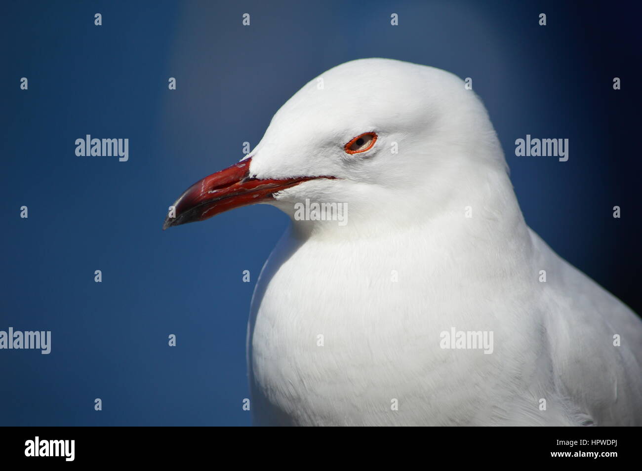 Seagull hautnah Stockfoto