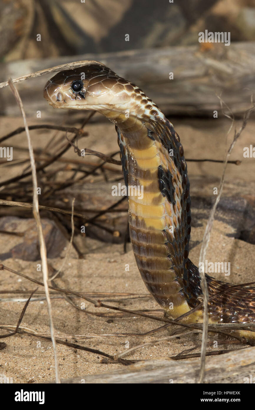 Indische Kobra / Spectacled Cobra (Naja Naja) Stockfoto