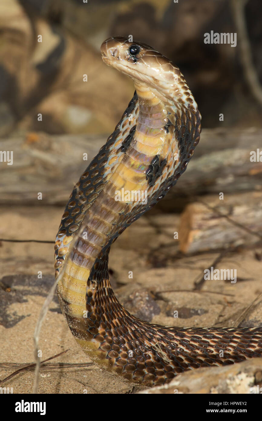 Indische Kobra / Spectacled Cobra (Naja Naja) Stockfoto