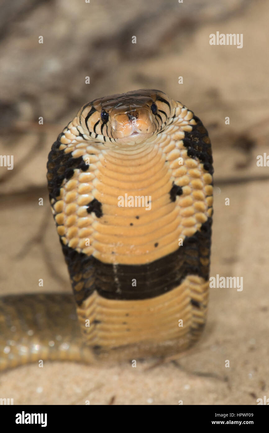 Monocled Kobra (Naja Kaouthia) Stockfoto