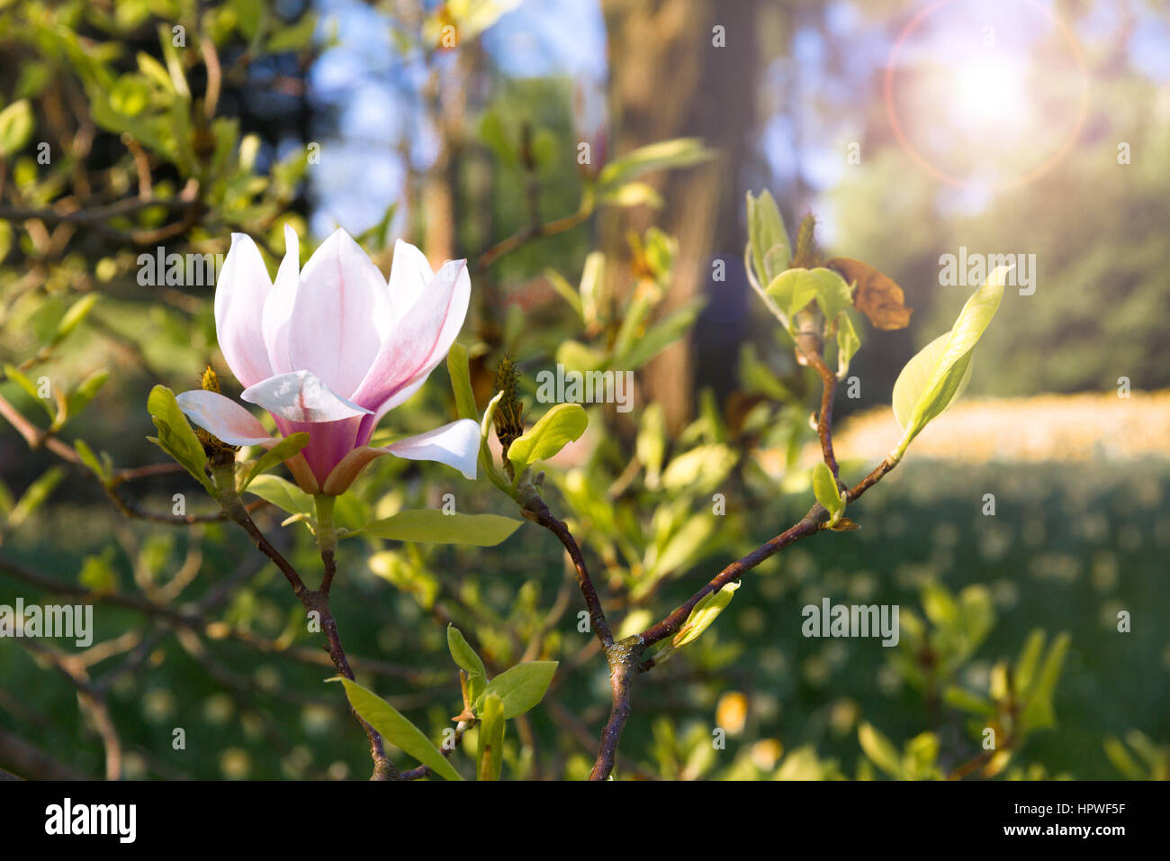 Blüte der Magnolienbäume im Frühling, Blumen rosa Magnolia Stockfoto