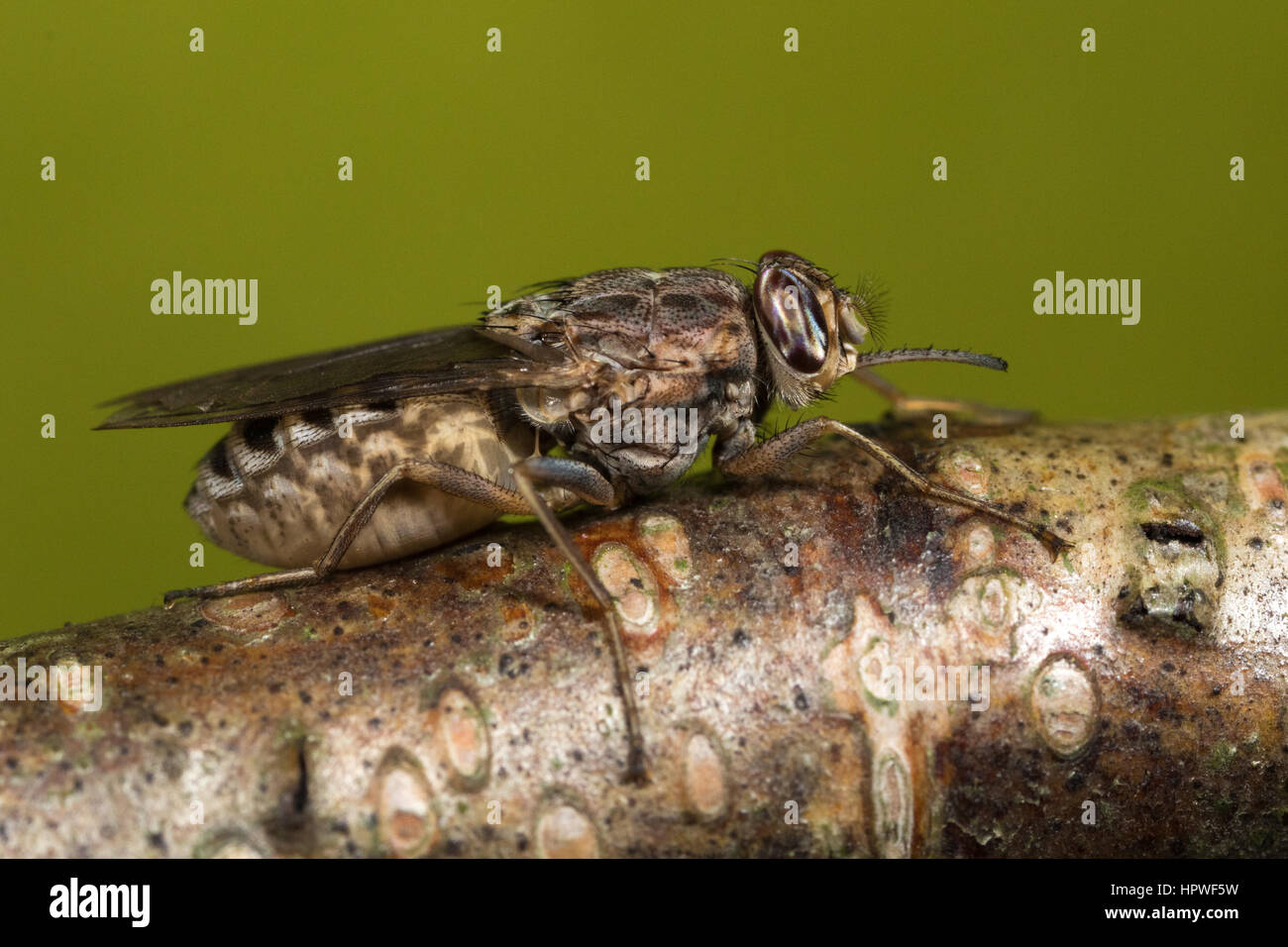Schwangere Frauen Savannah Tsetse-Fliege (Glossina Morsitans) Stockfoto