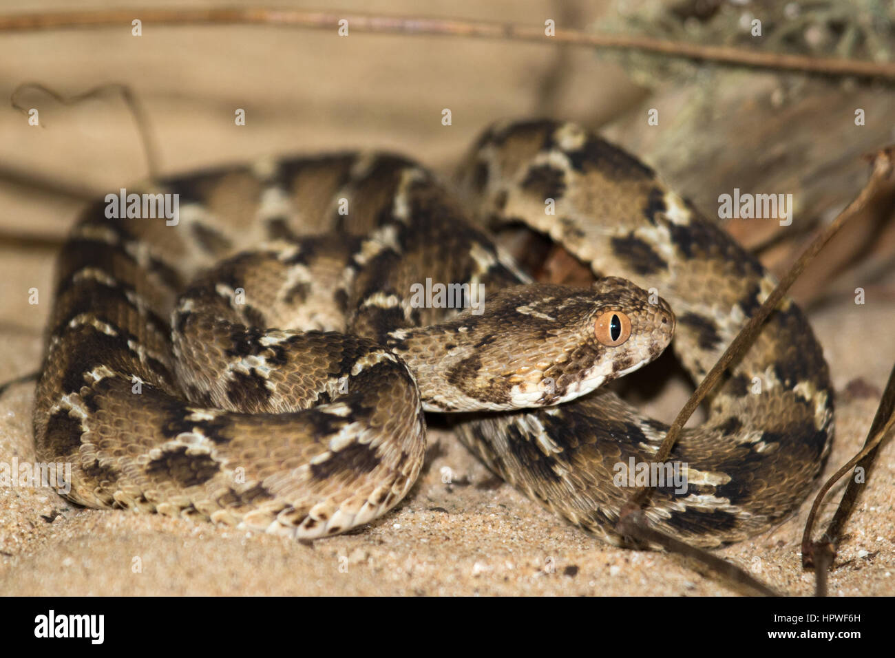 Indische Säge skaliert Viper (Echis Carinatus) Stockfoto