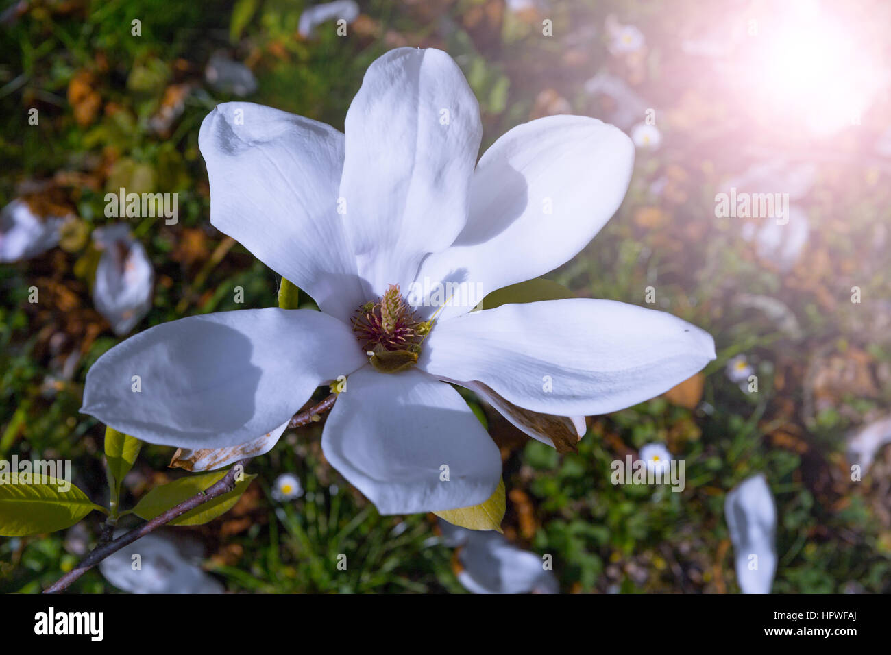 Blüte der Magnolienbäume im Frühling, Blumen rosa Magnolia Stockfoto