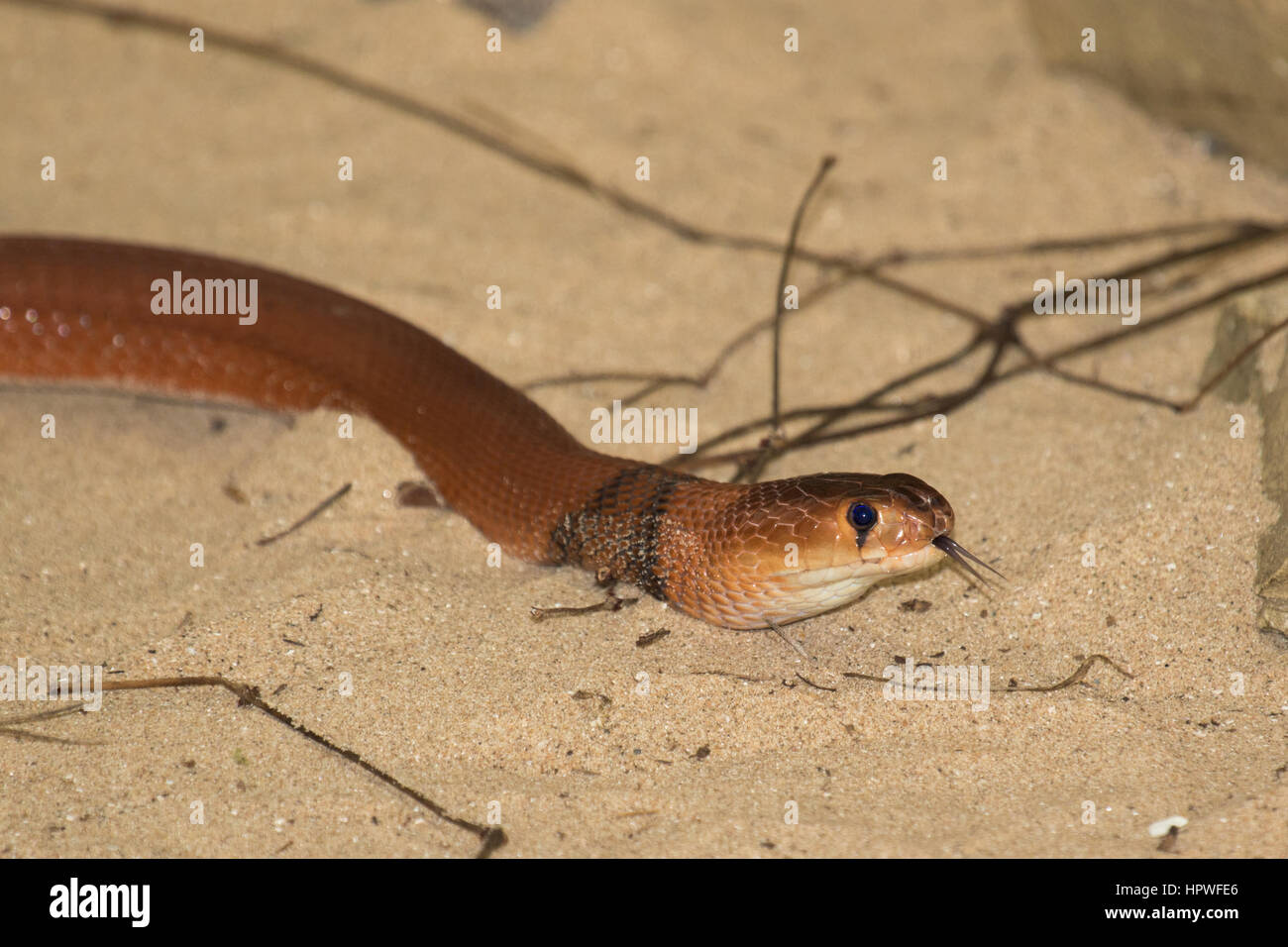 Naja Pallida Stockfotos und bilder Kaufen Alamy