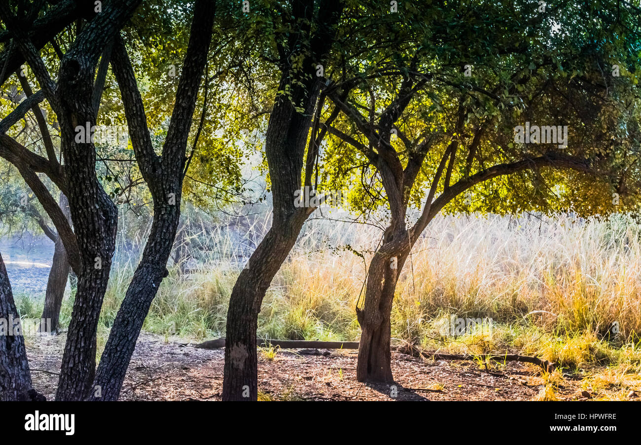 Sonnenstrahlen am Morgen nach dem Regen im Ranthambore Forest erscheinen Stockfoto