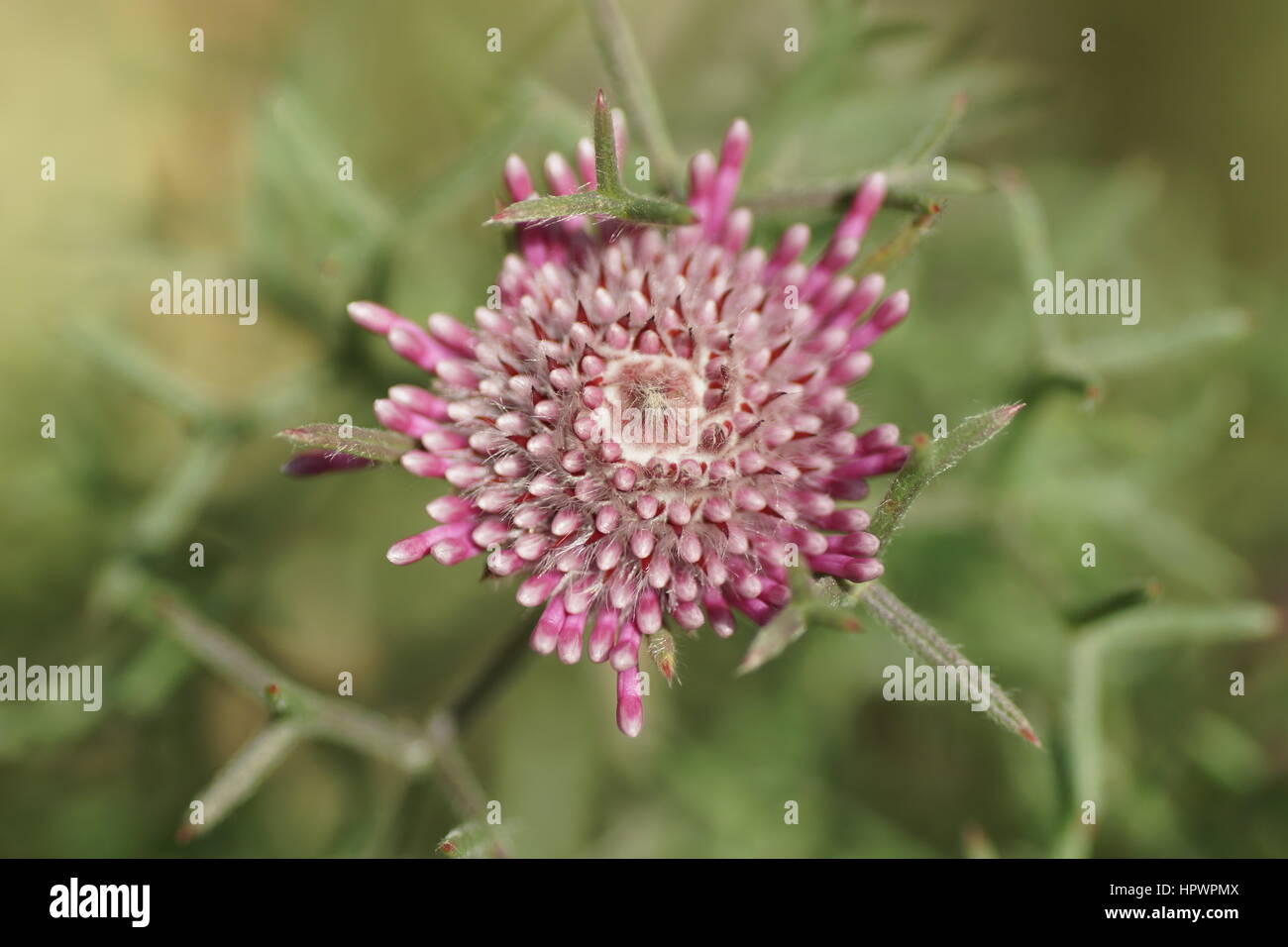 Isopogon formosus Stockfoto