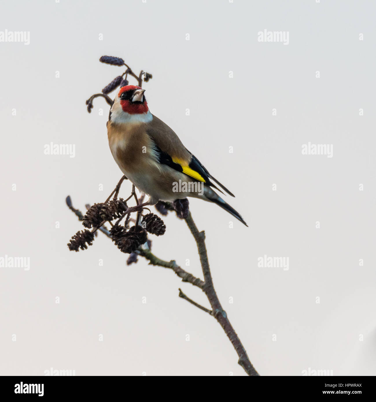 Stieglitz (Zuchtjahr Zuchtjahr) thront auf Zweig. Bunter Vogel in der Familie Fink (Fringillidae), sitzen auf Baum Erlen (Alnus Glutinosa) Stockfoto