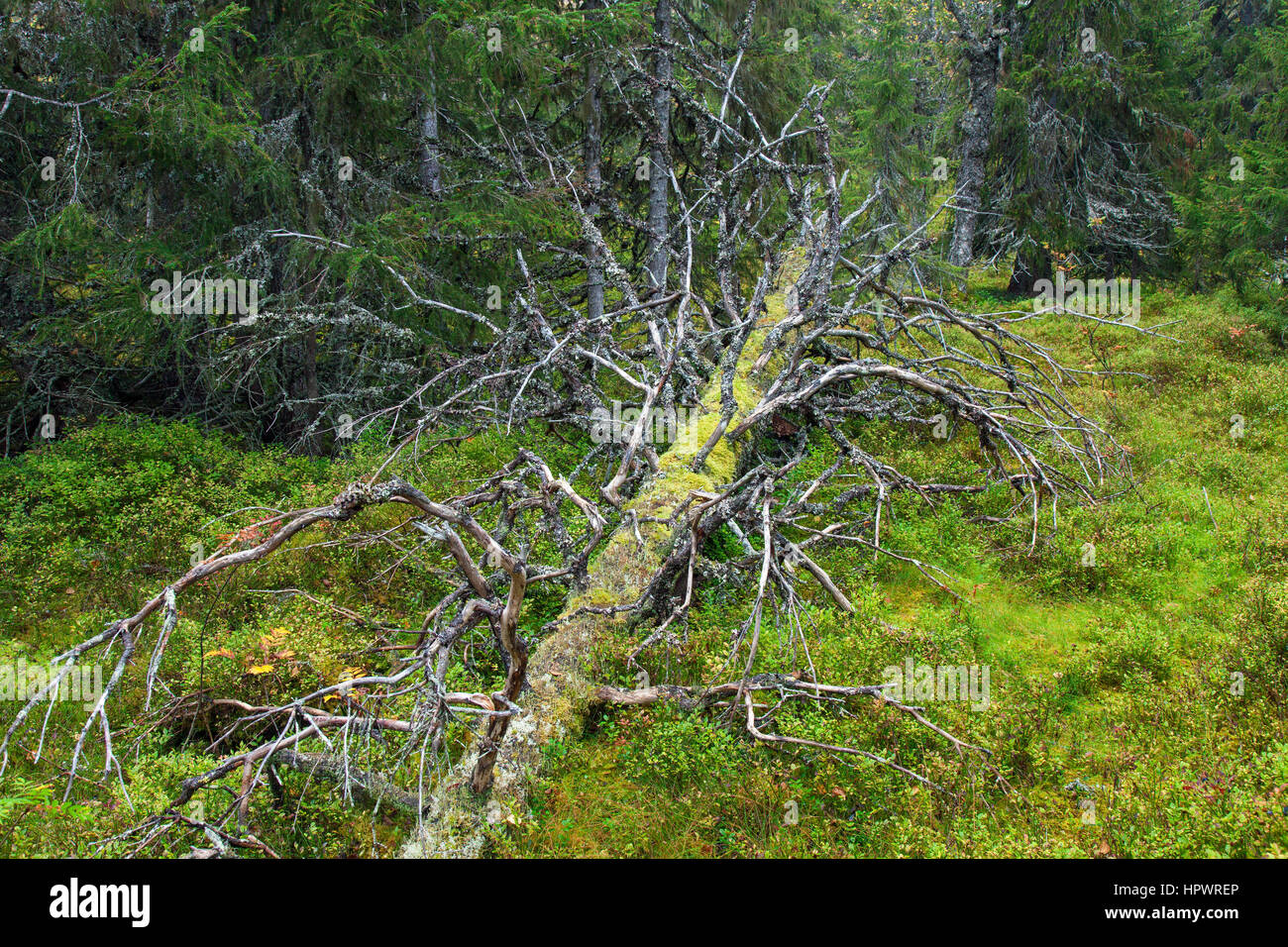 Gefallenen Baumstamm links im Urwald verrotten / alten Wald, Fulufjaellet / Fulufjället Nationalpark, Dalarna, Schweden Stockfoto