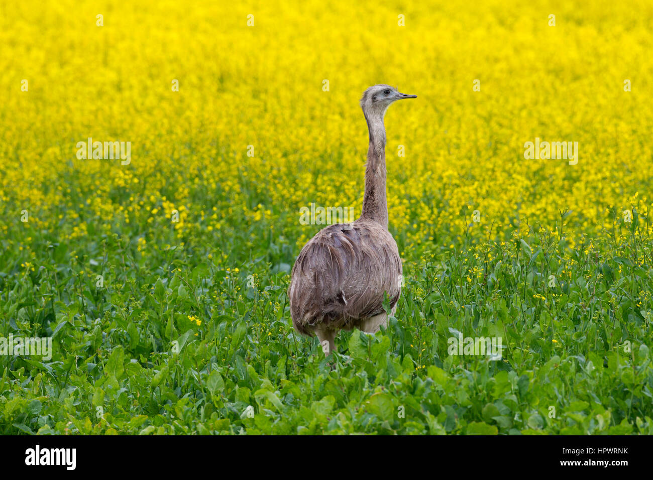 Größere Rhea / American Rhea / Ñandú (Rhea Americana), flugunfähigen Vogel / flugunfähige östlichen Südamerika heimisch Stockfoto