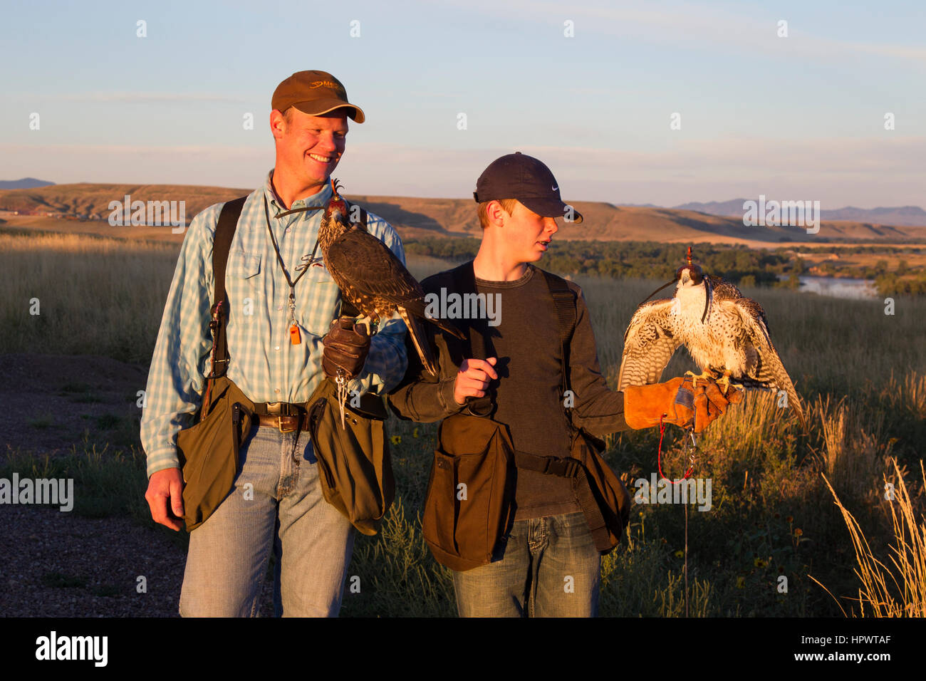 Junge hält einen Peregrine gyrfalcon Kreuz tiercel Männlich (Falcon), während sein Vater hält ein Wanderfalke, der Falknerei in Montana. Stockfoto