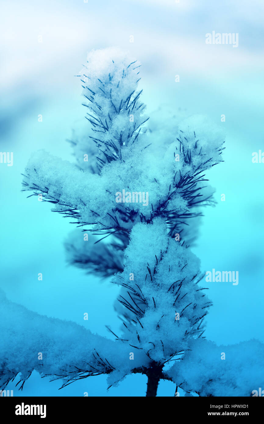 Schöne Spitze des Weihnachtsbaumes mit weißem Schnee bedeckt Stockfoto