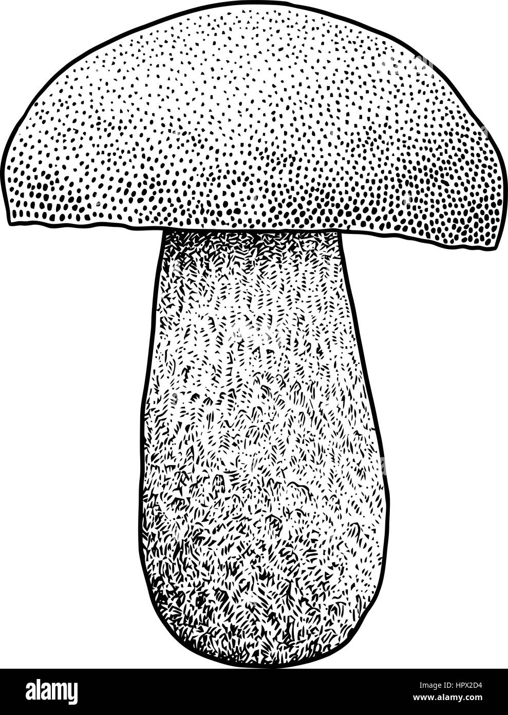 Steinpilze Pilze Illustration, Zeichnung, Gravur, Vektor, Linie Stock Vektor