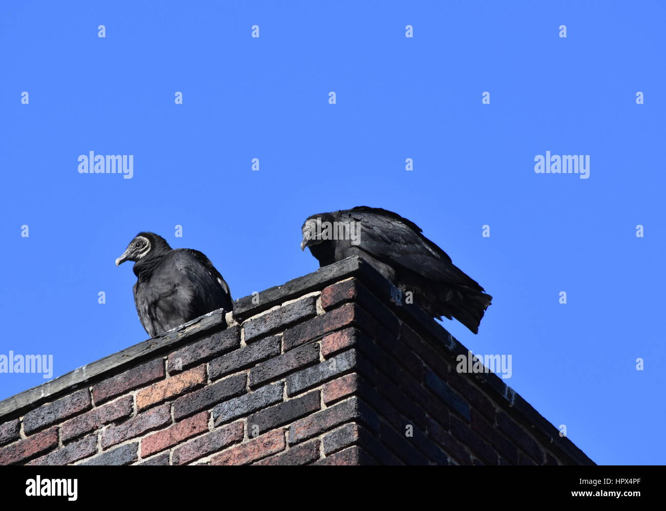 Paar schwarze Geier auf einem gemauerten Schornstein Stockfoto