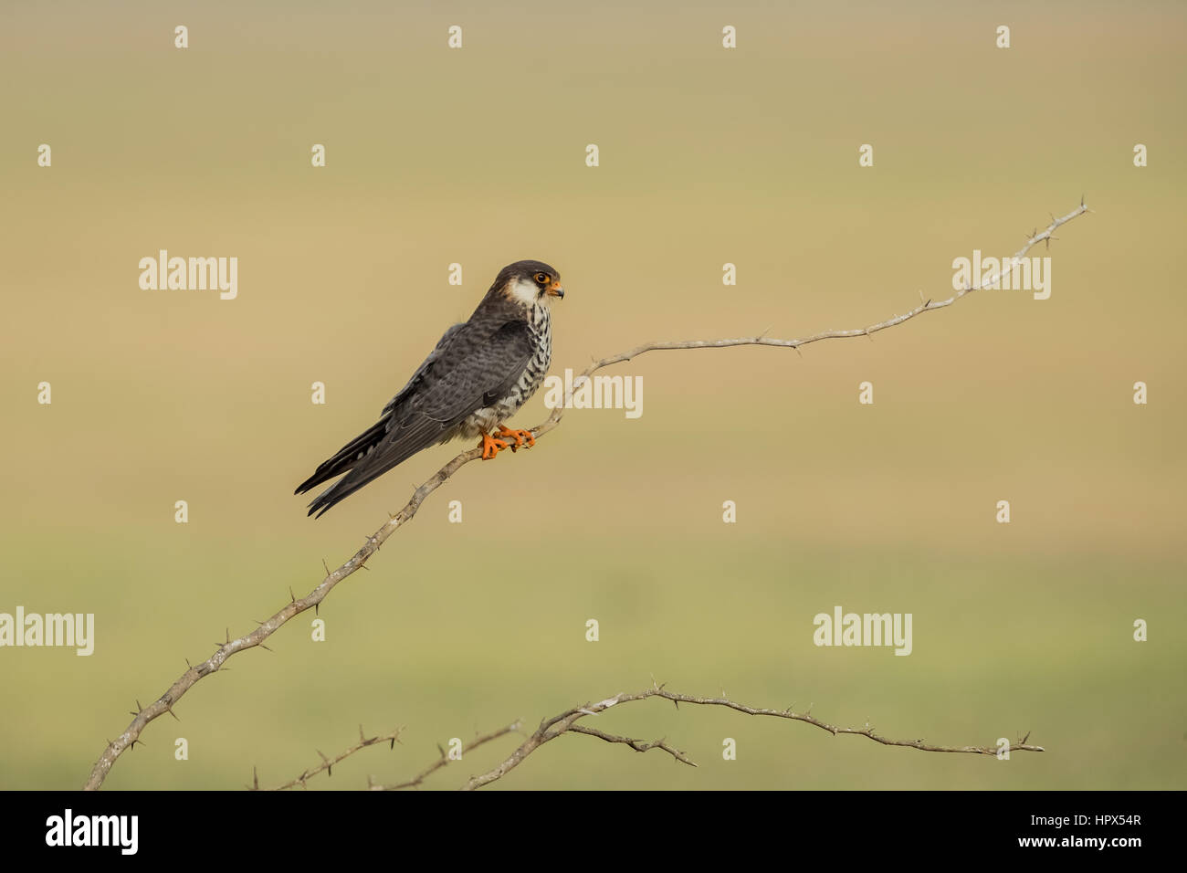 Schöne Vogel des Amur Falcon (Falco Amurensis), Birds Of Prey oder raptor Stockfoto