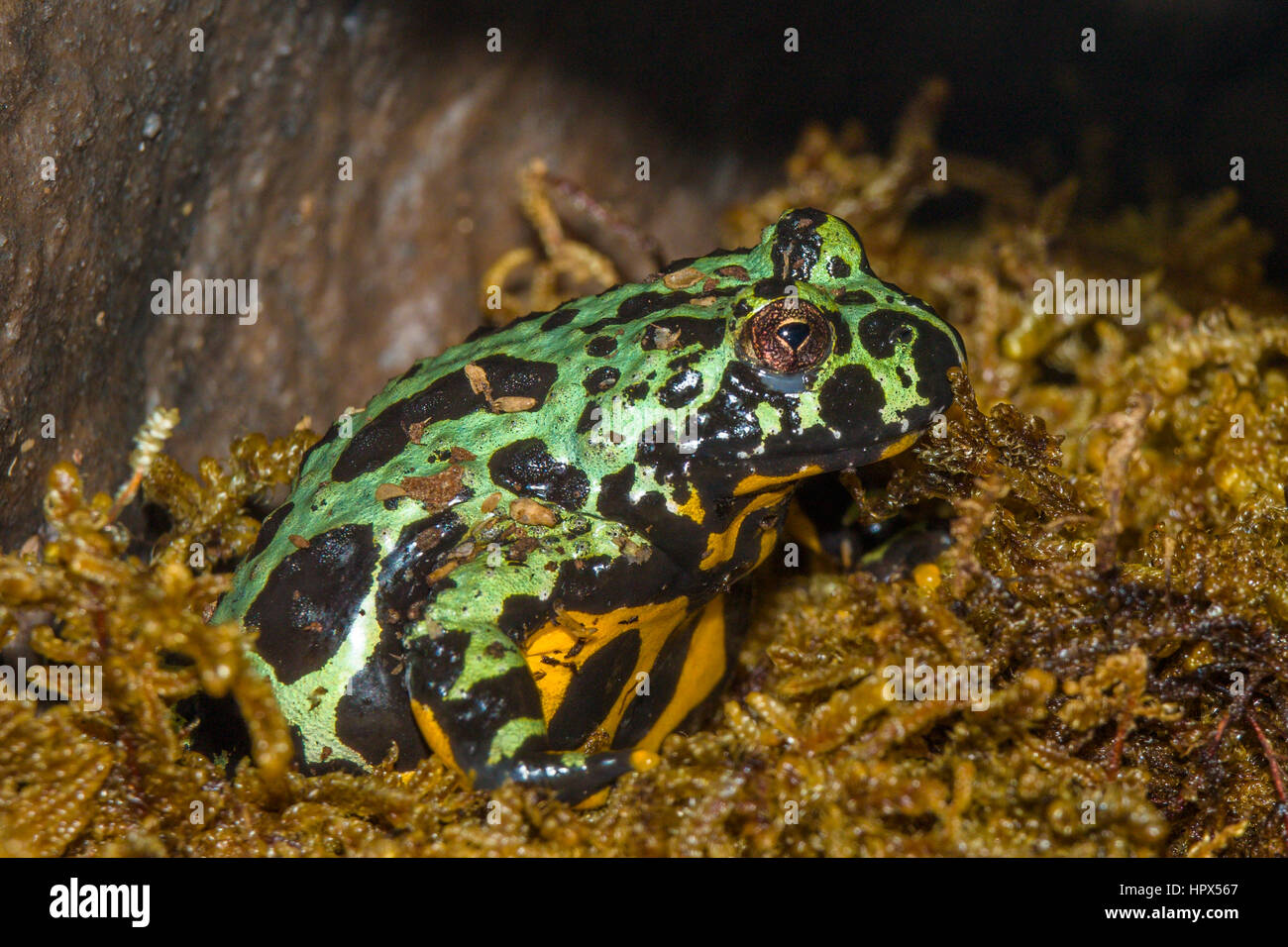 Nahaufnahme von grünen und schwarzen Poison Frog Stockfoto