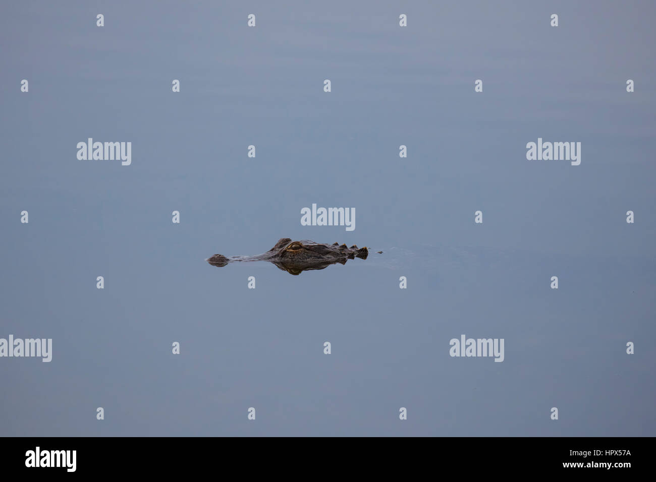 Alligator in Sweetwater Wetlands Park in Gainesville Florida Stockfoto