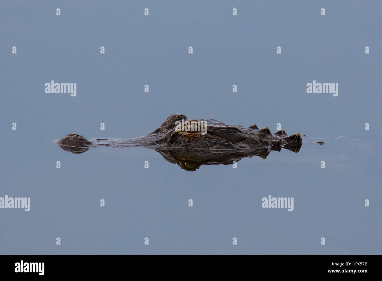 Alligator in Sweetwater Wetlands Park in Gainesville Florida Stockfoto