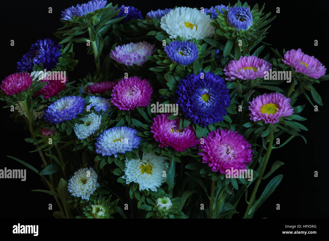 Bunte Chrysanthemen Stockfoto