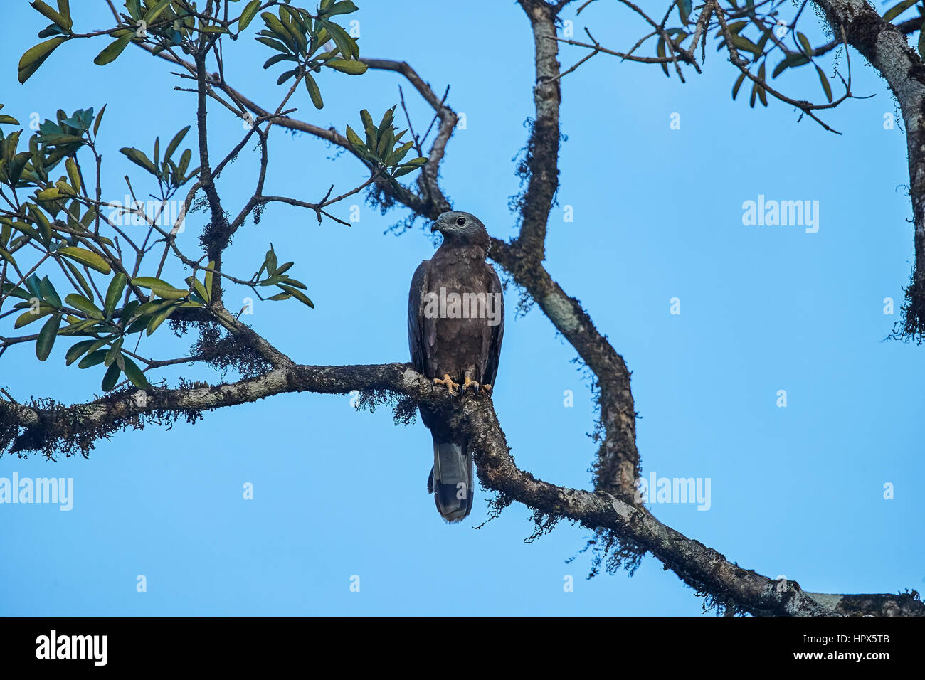 Crested Wespenbussard (Pernis Ptilorhyncus) oder orientalische Wespenbussard in Indien Stockfoto