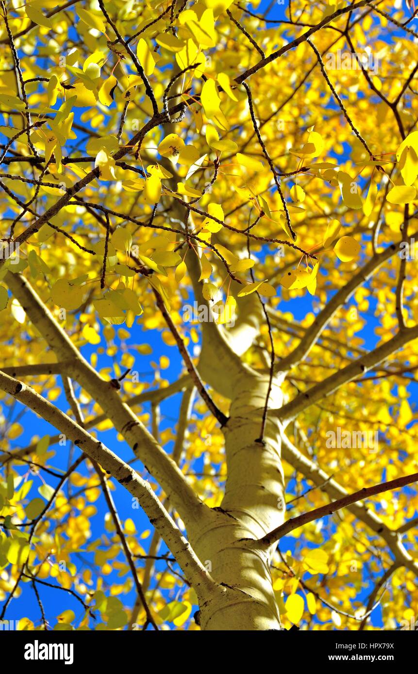 Colorado Aspen Bäume im Herbst Stockfoto