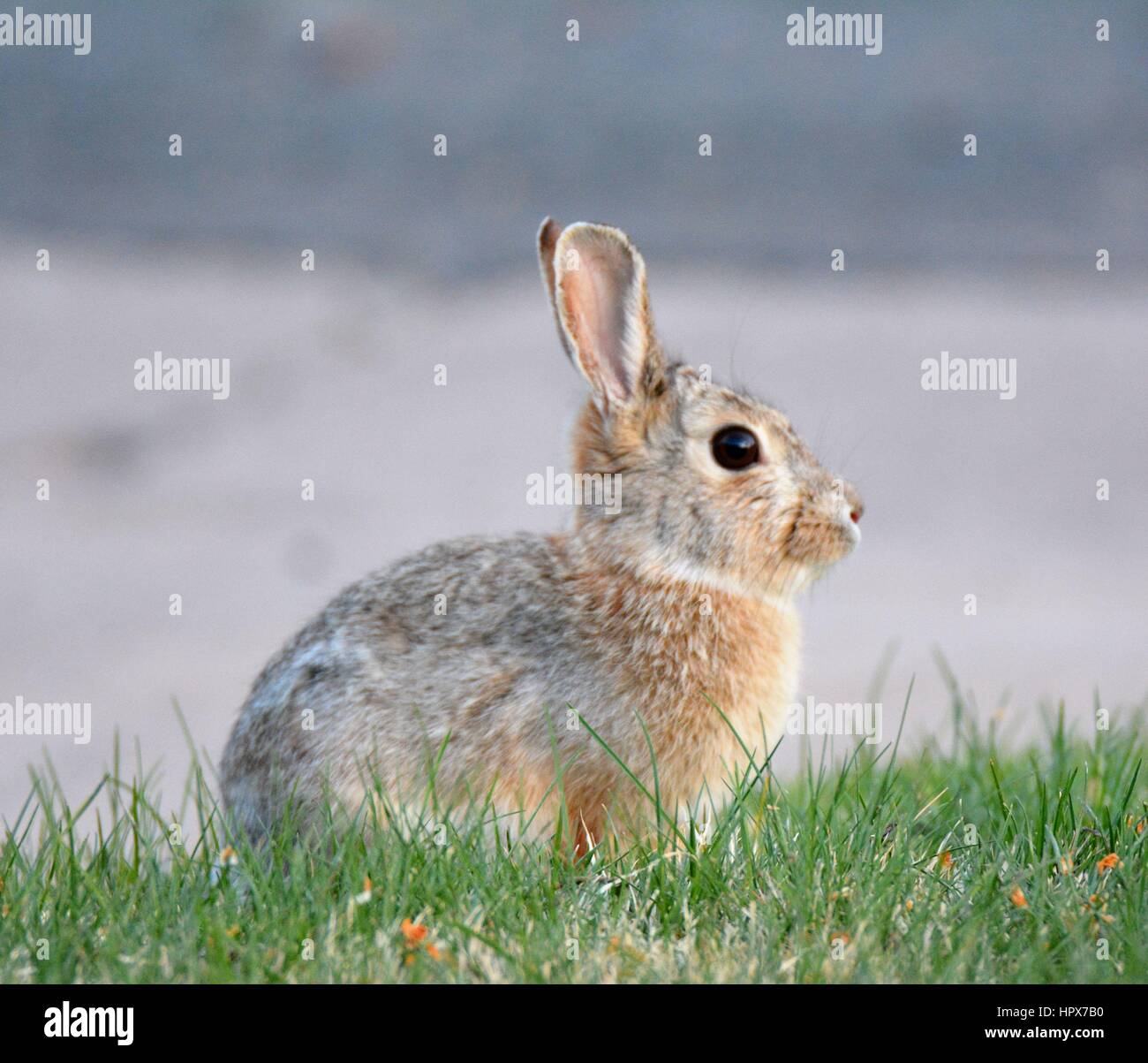 Cute bunny Kaninchen Stockfoto
