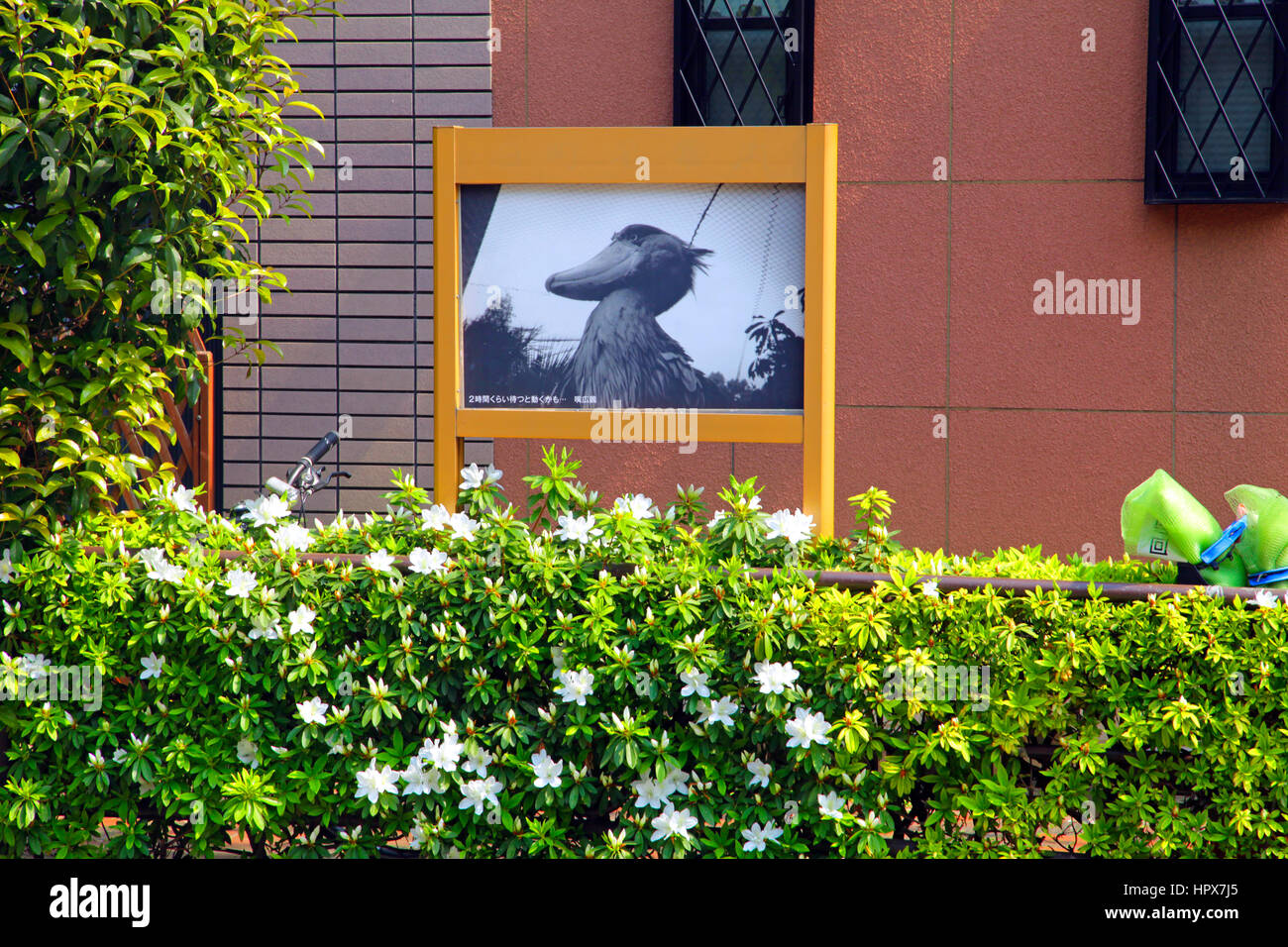 Schuhschnabel Vogel bild Board auf einer Straße in Nezu Tokyo Japan Stockfoto