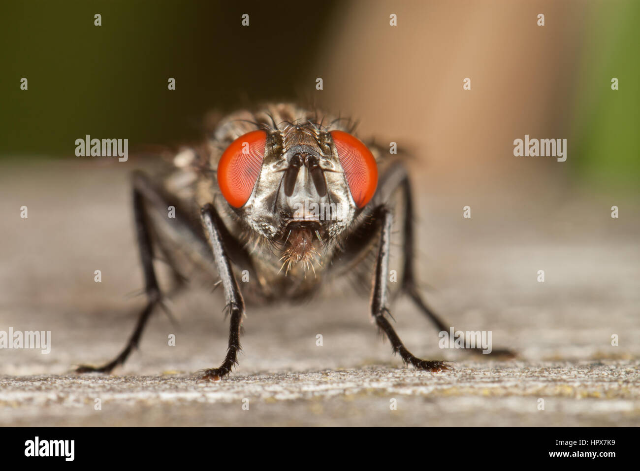 Fleisch-fliegen hautnah Stockfoto