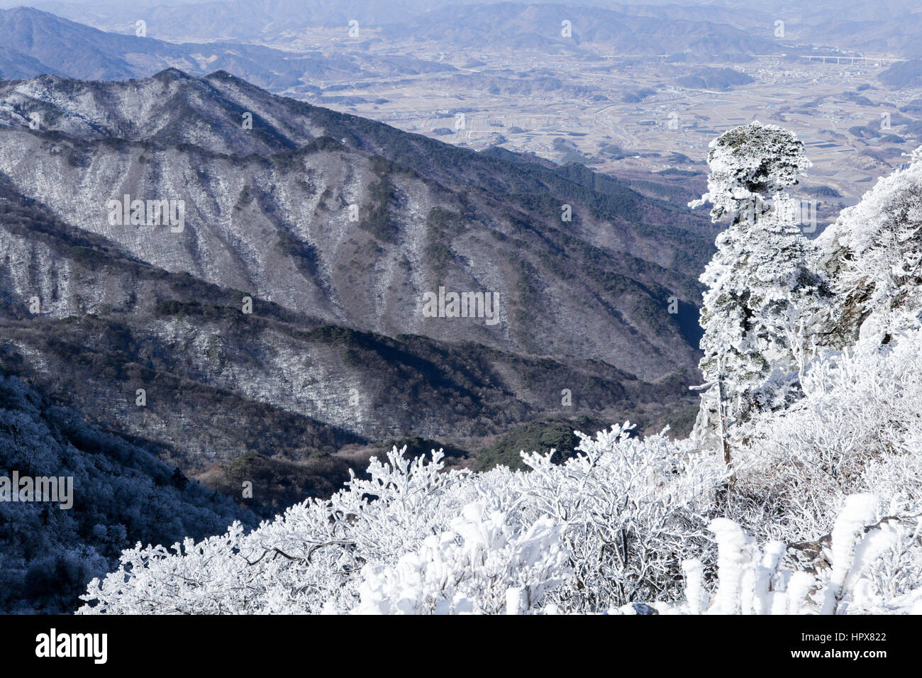 der Raureif auf dem Baum auf dem hohen Berg. Stockfoto