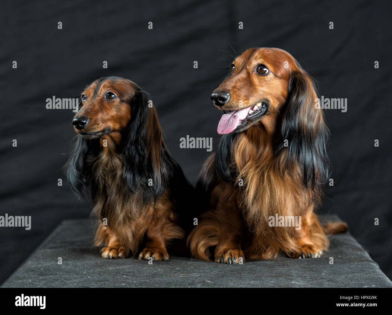 Close-up Portrait von zwei Dackel auf einem dunklen Hintergrund Stockfoto