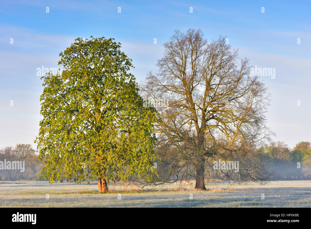 Stieleiche (Quercus Robur) und europäischen Rosskastanie (Aesculus Hippocastanum) im Biosphärenreservat mittlere Elbe, Dessau Stockfoto