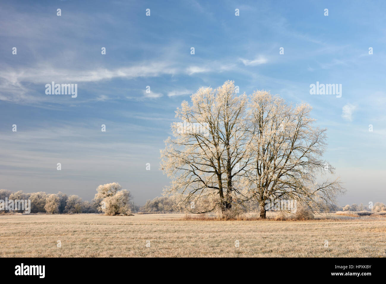Bäume mit Raureif, Elbaue, mittlere Elbe-Biosphärenreservat, Sachsen-Anhalt, Deutschland Stockfoto