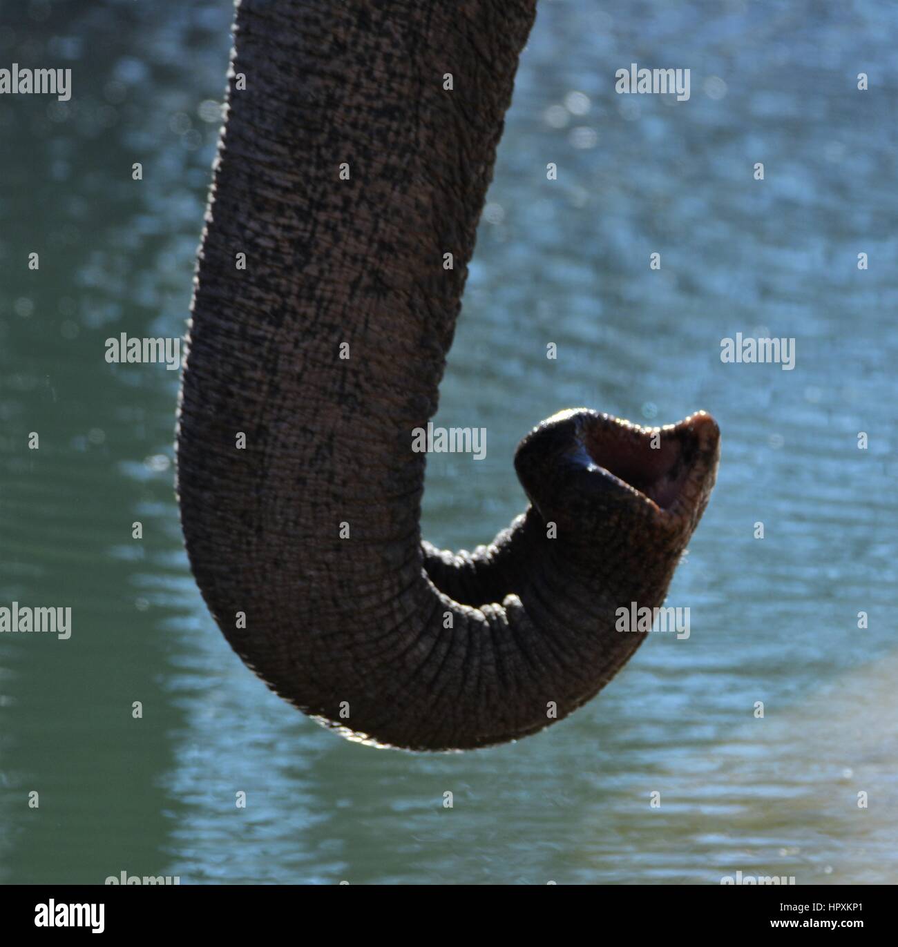 Elefantenrüssel Stockfoto