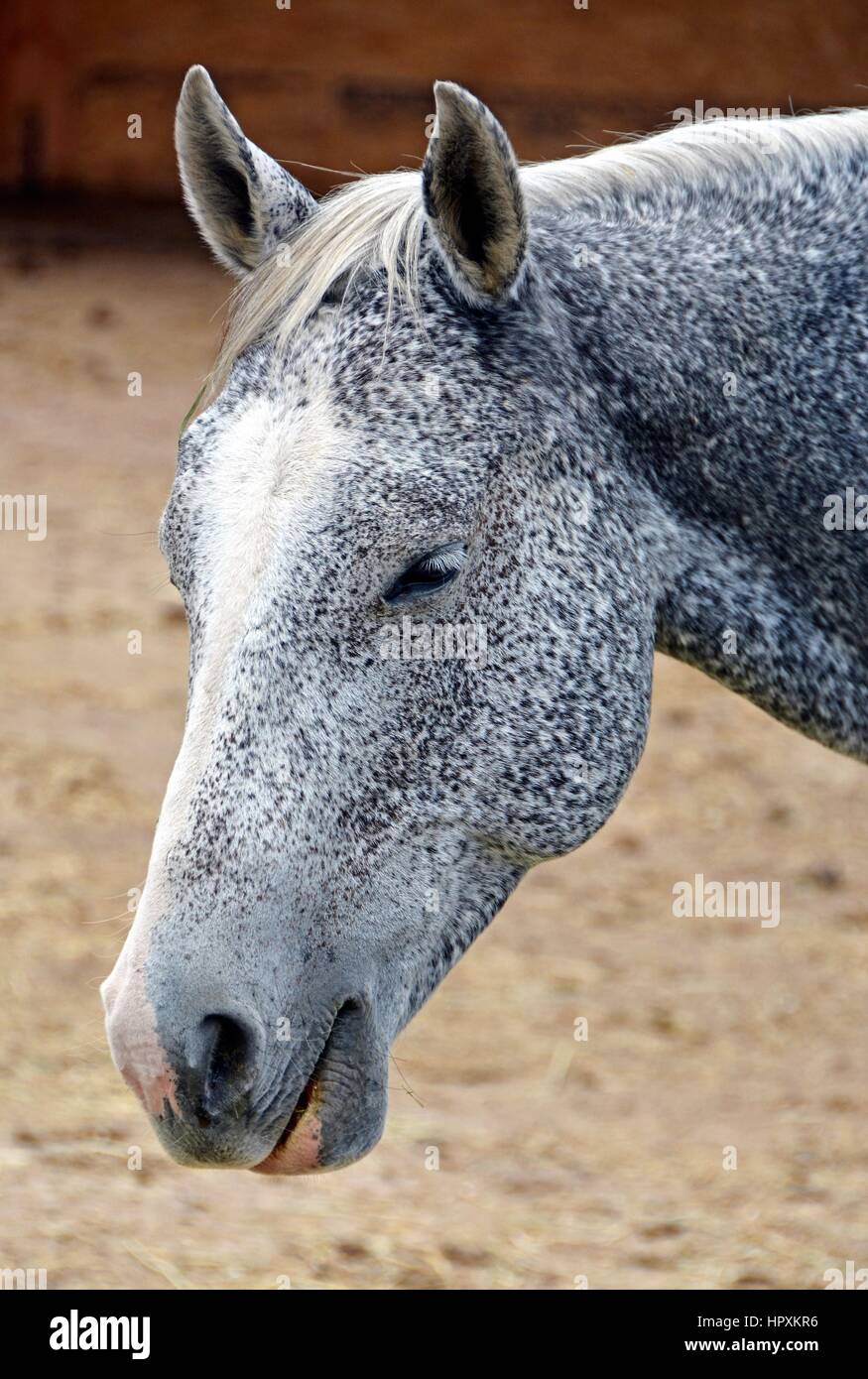 Pferde Stockfoto