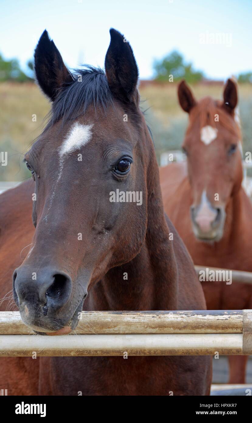 Pferde Stockfoto