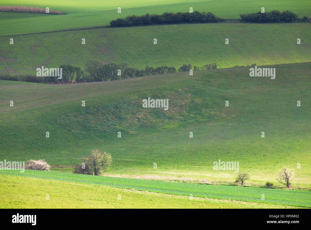 Grüne Feder Felder Landschaft mit kleinen Büschen Stockfoto