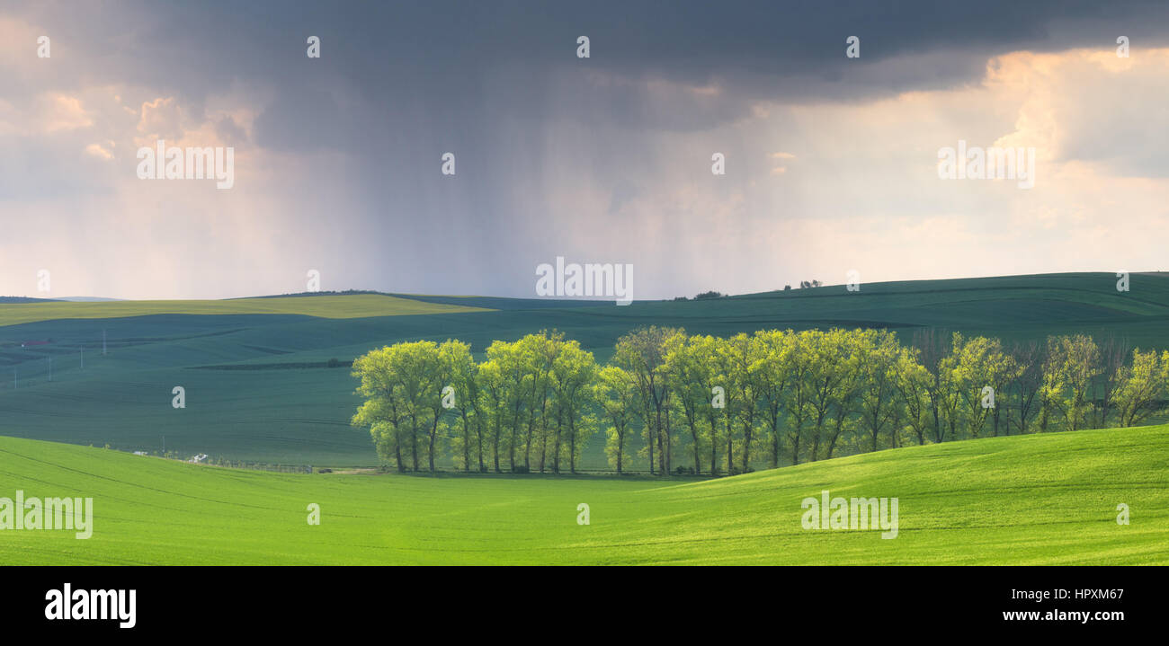 Regen Sie in den Frühling Felder Fwith grünen Bäumen auf Stockfoto