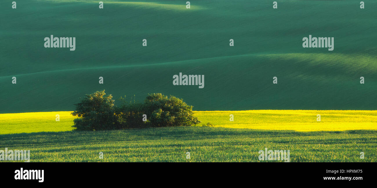 kleine Büsche in großen grünen und gelben Feld Stockfoto