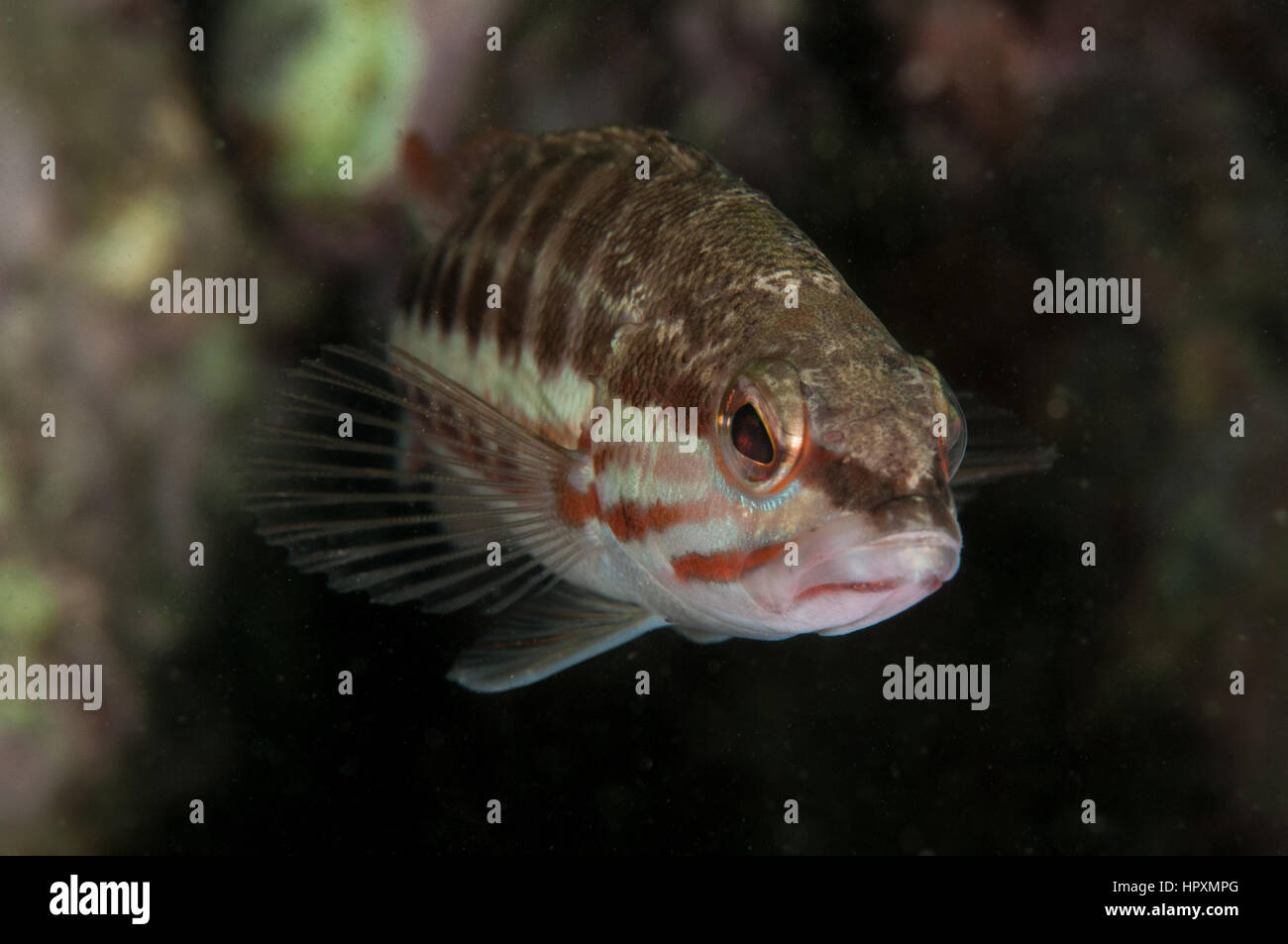 Brecher (Serranus Cabrilla), Cala Montgó, Costa Brava, Katalonien, Spanien Stockfoto