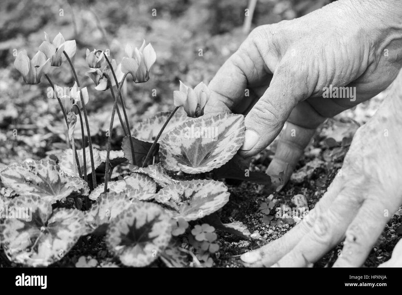 Gartenarbeit Stockfoto