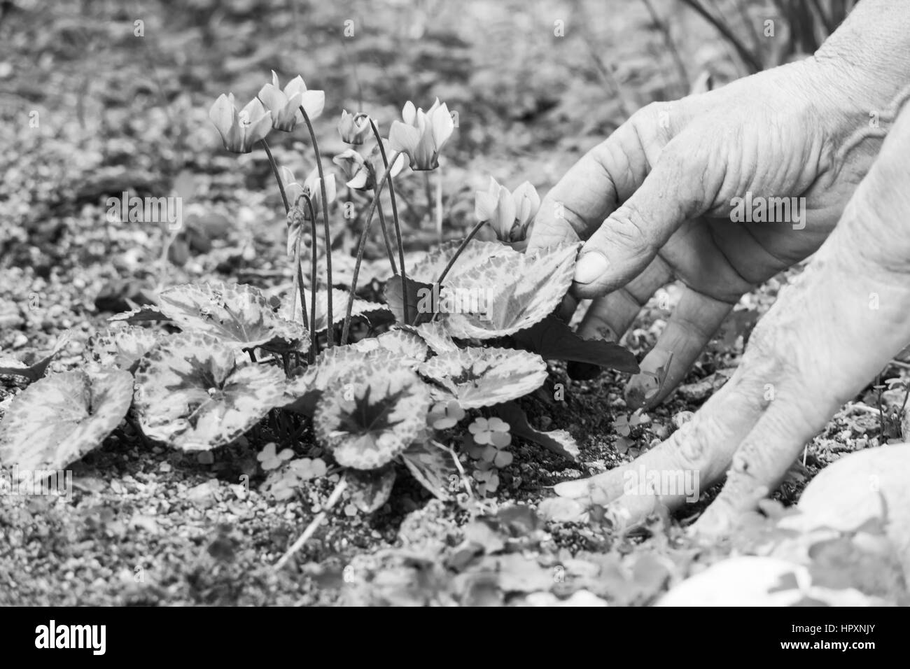 Gartenarbeit Stockfoto